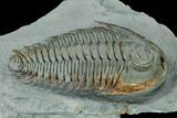 Lower Cambrian Trilobite (Longianda) - Issafen, Morocco #167890-4